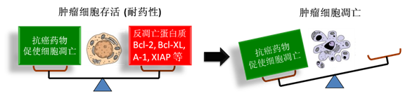 图 1：肿瘤细胞通过反凋零蛋白产生耐药性，对反凋零蛋白的抑制将改变平衡，消除肿瘤耐药性。