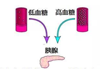调节血糖稳态，GK负重前行
