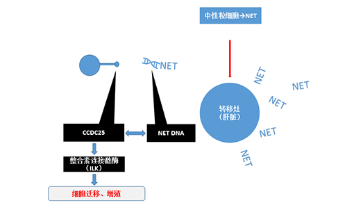 除了单纯的捕获，NET DNA与CCDC-25的结合还增强了癌细胞的侵袭行为，促进了癌症的肝转移。