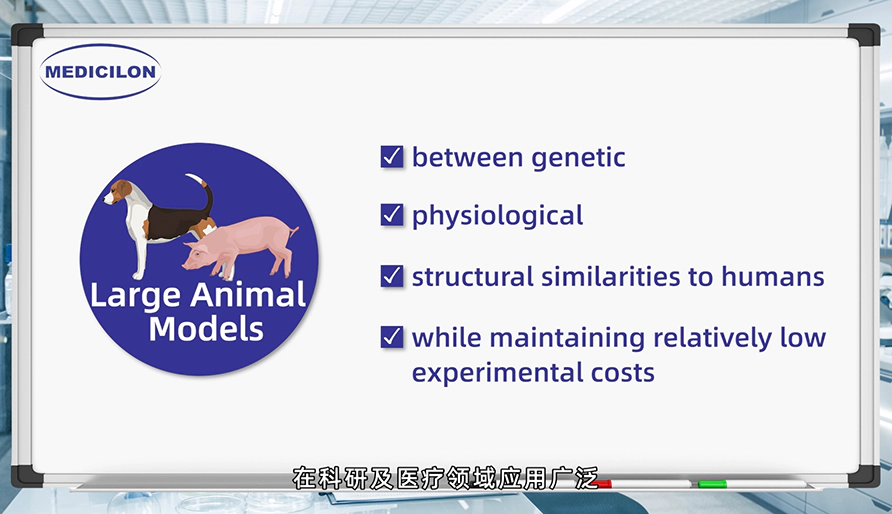 大型动物模型： 各种疾病研究的必要工具