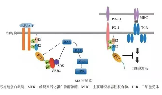 晚期恶性肿瘤患者的福音，SHP2变构抑制剂RG001片获批临床.png