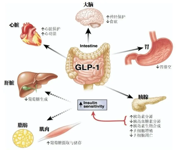 时代变了！GLP-1让打针吃药也能减肥成为现实