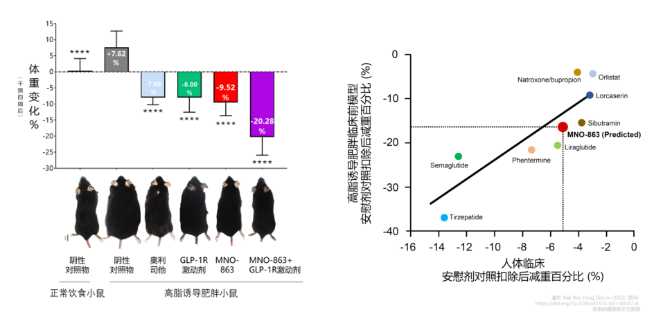 4周降低近10%体重！人生就是博助力慕恩生物MNO-863活菌生物药获批临床